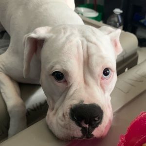 Meet your Posher, Thalia